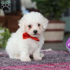 Lucky, Bichon Frise Puppy